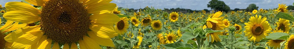 SUNFLOWERS